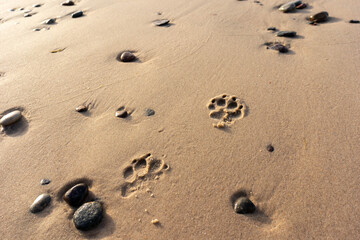 dog footprints in sand