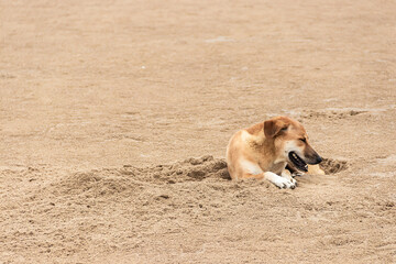 Brown dog relaxing and sleeping on sand beach.