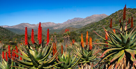 Winter flowering aloes (Aloe ferox) on the R328 near Banderas, Western Cape.