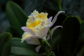Fototapeta premium Orchid