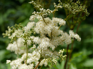 Filipendula ulmaria | Queen of the meadow -  Meadowsweet - Pride of the meadow - Meadsweet. Bushy...