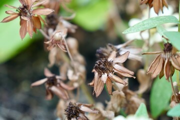 withered Zinnia flowers in plant plot with morning light. gardening or city farming concept. beauty nature background.