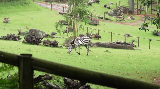 Zebra em um campo de zool&oacute;gico comendo grama 