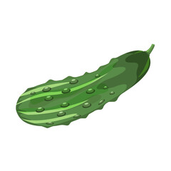The cucumber is pimpled, isolated on a white background. Vector illustration of a vegetable for textiles, labels, autumn designs.