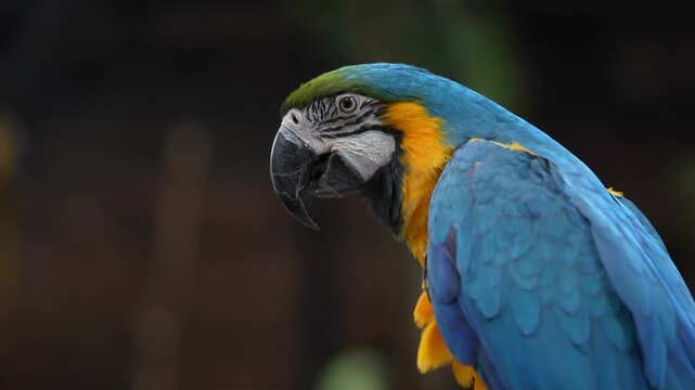 Arara se alimentando na floresta 