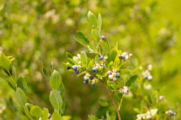 Ripe blueberries on a bush on a nature background. Vitamins, cultivation, harvest, vegetarian concept. Plantation of blueberry cultivated at bio farm