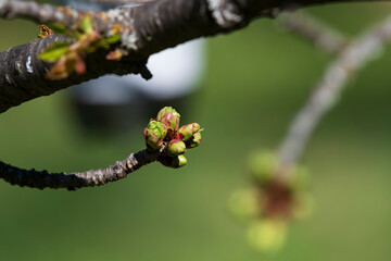 A cherry tree with buds in the south of France, early spring with unopened flowers