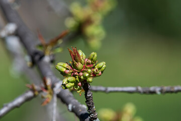 A cherry tree with buds in the south of France, early spring with unopened flowers