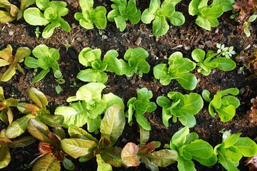 Top view, Group of green cos salad veggies on soil with morning light. Fresh homegrown, organic green vegetables, raw food. Plant plot in  urban farming styles. Home gardening concept.