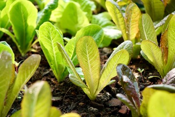 focus on fresh salad veggies growing on soil with morning light. Fresh homegrown, organic vegetables, raw food. Plant plot in urban farming styles. Home gardening concept.