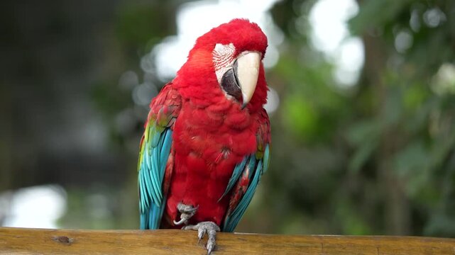 Arara observando parada em um galho na floresta