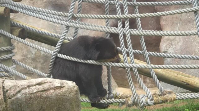 Urso brincando em uma rede no zool&oacute;gico 