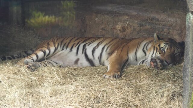 Tigre deitado descansando em um zool&oacute;gico