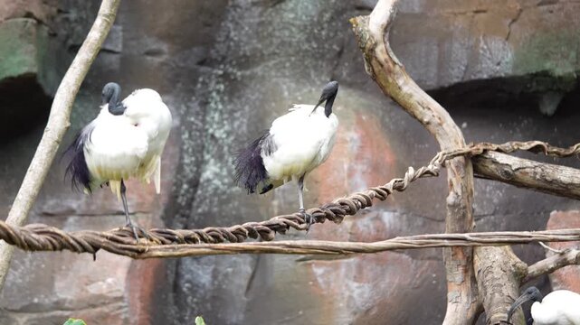 Ibis sagrado em cima de uma corda ajeitando suas penas