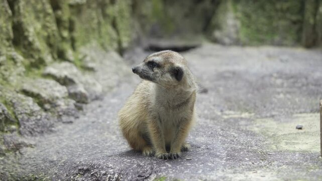 Suricate parado em uma rocha observando ao seu redor