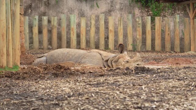 Rinoceronte deitado descansando no zool&oacute;gico 