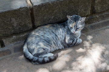 Tabby Cat Resting on Stone Surface