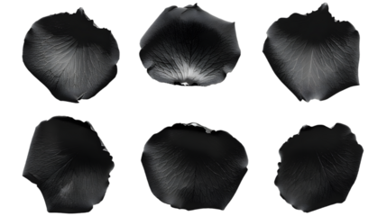 Black rose petals isolated on transparent background PNG