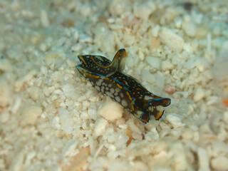 カラスキセワタ