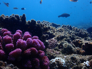 石垣島海底・ショウガサンゴ