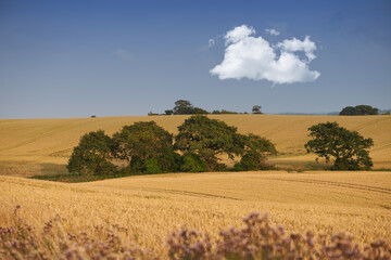 Obraz premium Sky, trees and wheat field in nature for agriculture, sustainability or harvest in countryside. Ecology, crop and grain development on farm for environment, landscape or growth in Switzerland