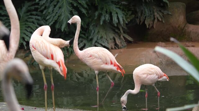 Flamingos parados na beira de um lago 