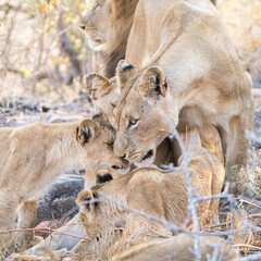 Lion family interaction.