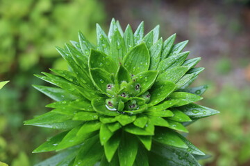 Lilia Pełna Azjatycka Scoubidou © Perovskia