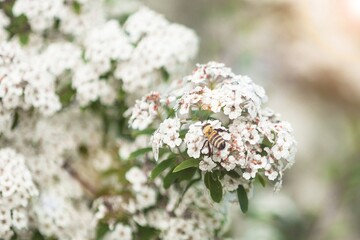 Beautiful wild Bees scooping flowers in garden