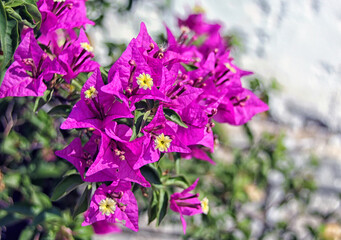 Blooming bougainvillea flowers
