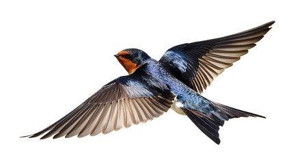Naklejka premium Red-Rumped Swallow in Flight- Red-rumped swallow in flight, Cecropis daurica, isolated on w_1(234)