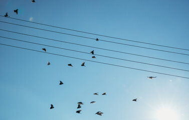 A flock of soaring pigeons between wires in the sky.