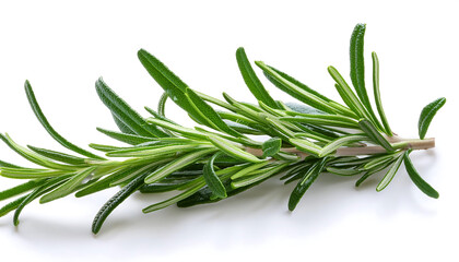 Fototapeta premium Rosemary Twig and Leaves- Fresh green rosemary twig and leaves isolated on white, showing d_1(240)