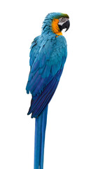 Blue and yellow macaw bird isolated on white background