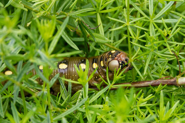 Caterpillar of bedstraw hawk-moth (Hyles gallii).