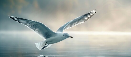 Obraz premium Seagull soaring gracefully above the tranquil lake with a vast copy space image available