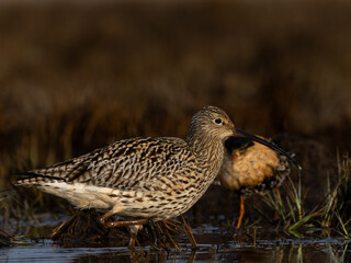 Brachvogel im Morgennebel mit Kampfläufer im Hintergrund