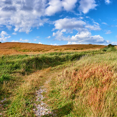 Fototapeta premium Sky, clouds and pathway with field in agriculture environment, sustainability or nature landscape. Rural, outdoor and wheat plant in countryside for farming, growth development or harvest in Denmark