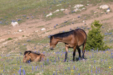 Fototapeta premium Wild Horse Mare and Foal in Summer in the Pryor Mountains Montana