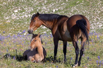 Wild Horse Mare and Foal in Summer in the Pryor Mountains Montana