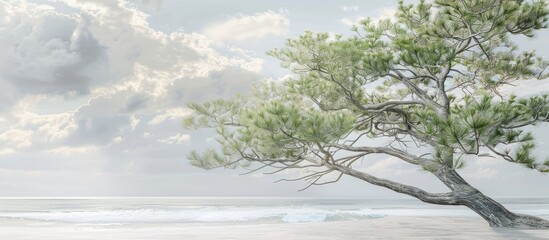 Casuarina equisetifolia or coastal she oak is also referred to as ironwood with a copy space image