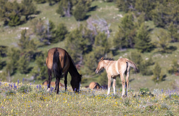 Wild Horse Mare and Foal in Summer in the Pryor Mountains Montana