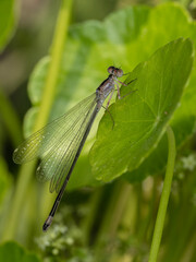 P7200288 female Pacific forktail damselfly, Ischnura cervula, on a pennywort leaf, cECP 2024