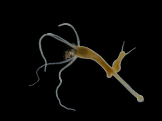 P6040316 2 brown hydra, Hydra oligactis, swallowing a tiny mosquito larva, darkfield, isolated,...