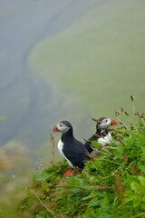 atlantic puffin