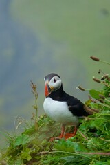 atlantic puffin