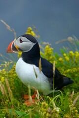 atlantic puffin