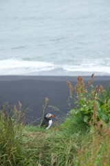 puffin and flowers on the beach