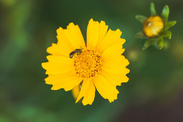 insect on yellow flower with green background, St. John's Wort