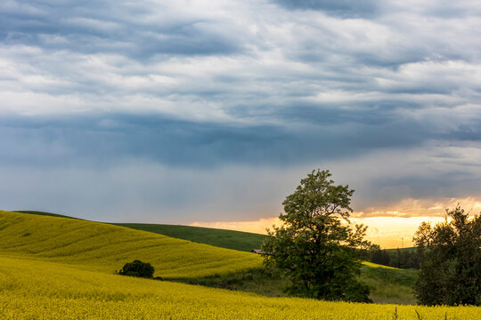 vibrant yellow colored rapeseed fields in Palouse ,Washington.